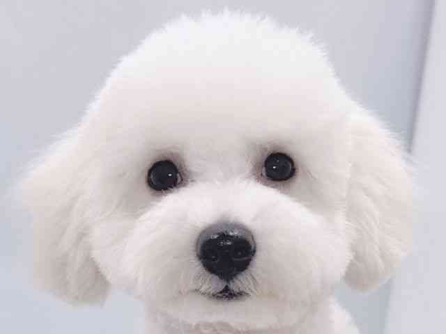 大阪府のハーフ犬・ミックス犬 (ひごペットフレンドリーくずはモール店/2025年6月17日生まれ/男の子/ホワイト)の子犬の1枚目の画像