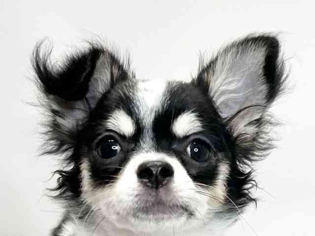 愛媛県のチワワ(ロング) (ひごペットフレンドリーイオンモール今治新都市店/2025年6月21日生まれ/女の子/ブラックタンホワイト)の子犬の1枚目の画像