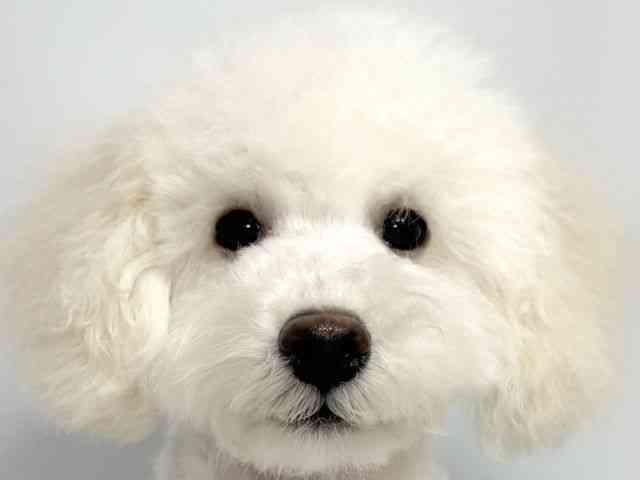 大阪府のトイプードル(トイ) (ひごペットフレンドリーイオンそよら海老江店/2025年6月22日生まれ/男の子/ホワイト)の子犬の1枚目の画像