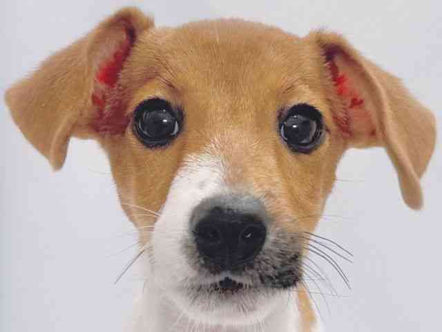 大阪府のジャックラッセルテリア (ひごペットフレンドリーイズミヤショッピングセンター千里丘店/2025年6月22日生まれ/女の子/ホワイトタン)の子犬の1枚目の画像