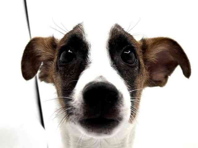 大阪府のジャックラッセルテリア (ひごペットフレンドリーみのおキューズモール店/2025年6月22日生まれ/男の子/ホワイトタン)の子犬の1枚目の画像