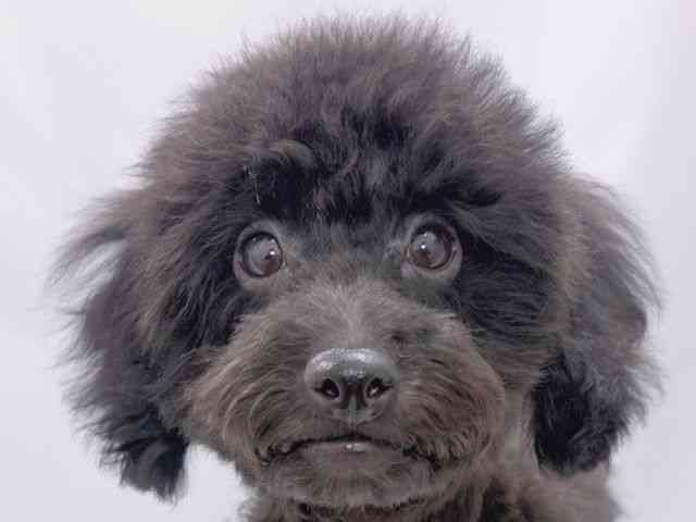 大阪府のトイプードル(トイ) (ひごペットフレンドリーイズミヤショッピングセンター千里丘店/2025年6月22日生まれ/男の子/ブラック)の子犬の1枚目の画像