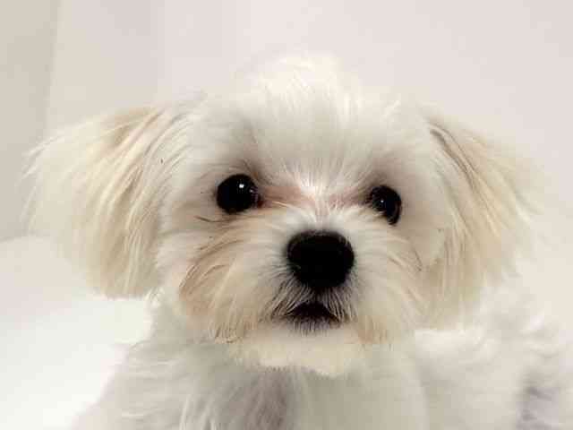 愛知県のマルチーズ (ひごペットフレンドリーイトーヨーカドー知多店/2025年6月22日生まれ/男の子/ホワイト)の子犬の1枚目の画像