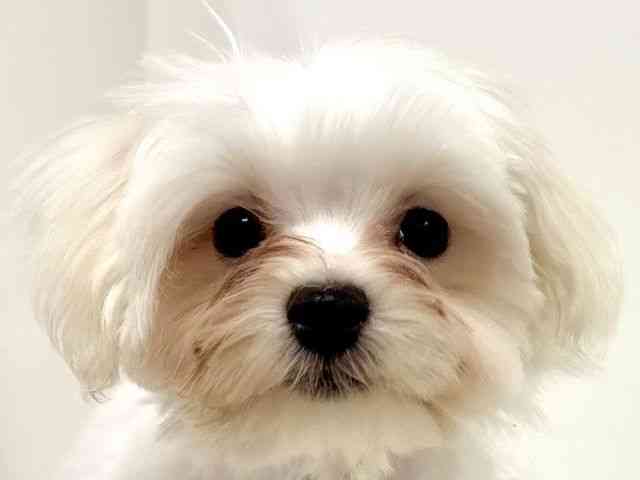 愛知県のマルチーズ (ひごペットフレンドリーイトーヨーカドー知多店/2025年6月22日生まれ/男の子/ホワイト)の子犬の1枚目の画像