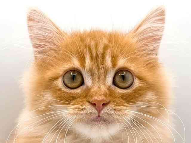 奈良県のサイベリアン (ひごペットフレンドリー田原本店/2025年6月21日生まれ/男の子/レッドタビーホワイト)の子猫の1枚目の画像