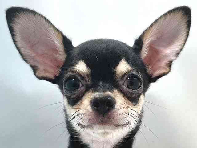 大阪府のチワワ(スムース) (ひごペットフレンドリー堺プラットプラット店/2025年6月16日生まれ/男の子/ブラックタン)の子犬の1枚目の画像