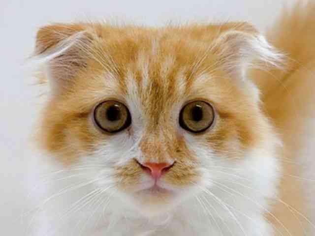 高知県のスコティッシュフォールド (ひごペットフレンドリーイオンモール高知店/2025年6月21日生まれ/男の子/レッドタビーホワイト)の子猫の1枚目の画像