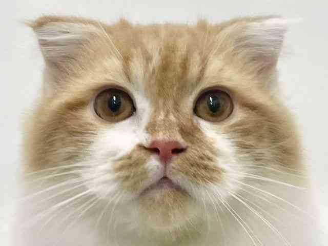 高知県のスコティッシュフォールド (ひごペットフレンドリーイオンモール高知店/2025年6月21日生まれ/男の子/レッドタビーホワイト)の子猫の1枚目の画像