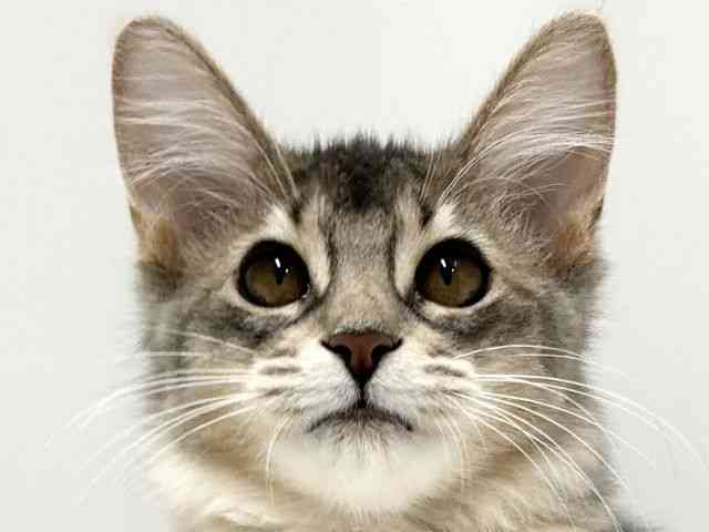 愛知県のソマリ (ひごペットフレンドリーららぽーと名古屋みなとアクルス店/2025年6月20日生まれ/女の子/ブルー)の子猫の1枚目の画像