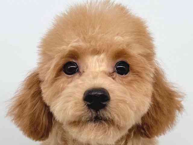 大阪府のトイプードル(トイ) (ひごペットフレンドリー瓜破店/2025年6月21日生まれ/女の子/レッド)の子犬の1枚目の画像