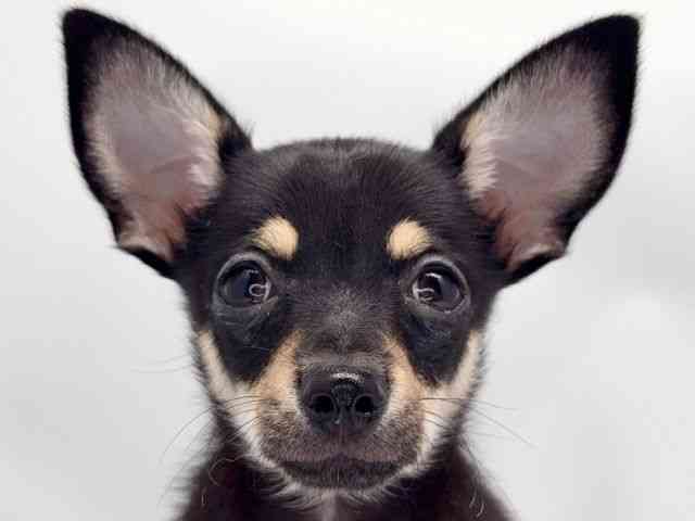 京都府のハーフ犬・ミックス犬 (ひごペットフレンドリー洛北阪急スクエア店/2025年6月21日生まれ/男の子/ブラックタンホワイト)の子犬の1枚目の画像