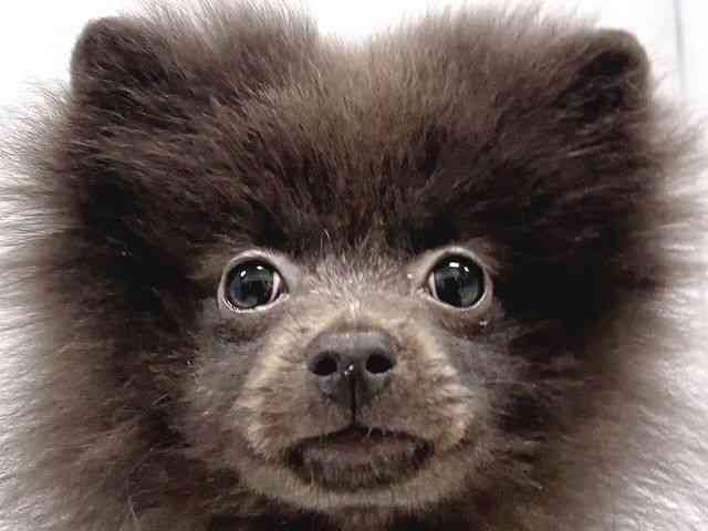 奈良県のポメラニアン (ひごペットフレンドリー奈良パワーシティ店/2025年6月21日生まれ/女の子/ブルーホワイト)の子犬の1枚目の画像