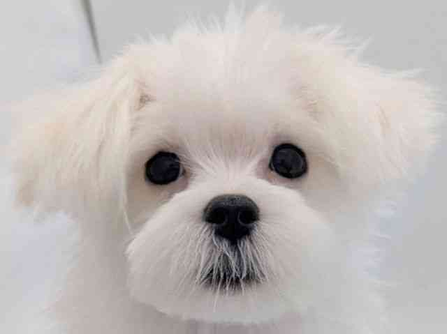 京都府のマルチーズ (ひごペットフレンドリー京都店/2025年6月19日生まれ/女の子/ホワイト)の子犬の1枚目の画像