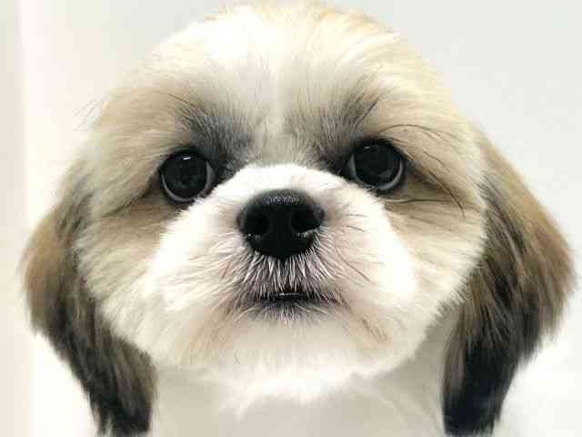 大阪府のシーズー (ひごペットフレンドリーイオン高槻店/2025年6月21日生まれ/女の子/ゴールドホワイト)の子犬の1枚目の画像