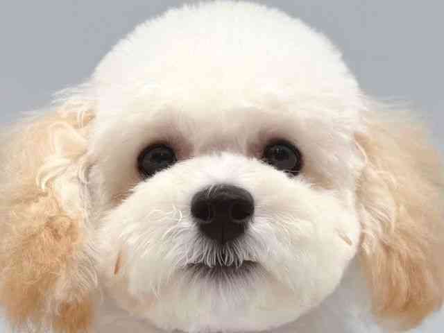 大阪府のトイプードル(トイ) (ひごペットフレンドリー岸和田店/2025年6月22日生まれ/女の子/クリーム)の子犬の1枚目の画像