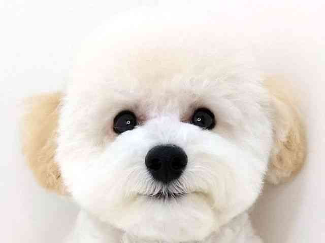 大阪府のトイプードル(トイ) (ひごペットフレンドリーいこらもーる泉佐野店/2025年6月22日生まれ/男の子/クリーム)の子犬の1枚目の画像