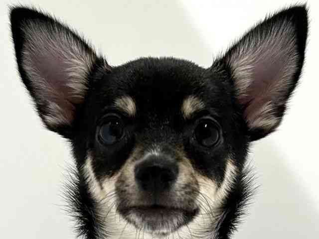 奈良県のポメチワ/チワポメ/ポメチー(ポメラニアン×チワワ) (ひごペットフレンドリーイオンモール橿原ウエスト・ビレッジ店/2025年6月21日生まれ/女の子/ブラックタンホワイト)の子犬の1枚目の画像