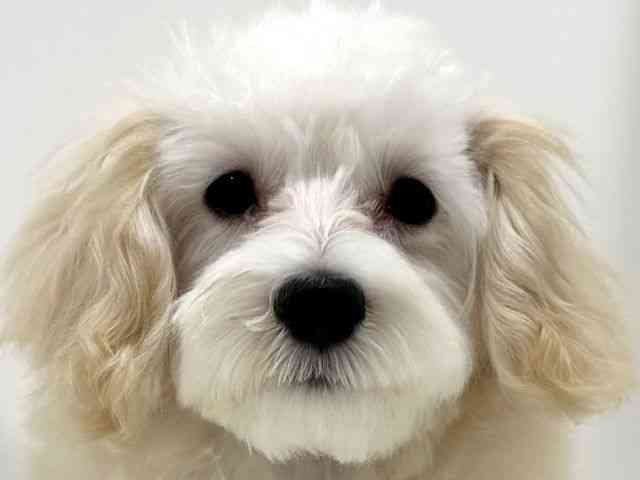 奈良県のハーフ犬・ミックス犬 (ひごペットフレンドリーイオンモール橿原ウエスト・ビレッジ店/2025年6月22日生まれ/女の子/クリーム)の子犬の1枚目の画像