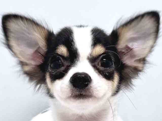 奈良県のチワワ(ロング) (ひごペットフレンドリー奈良パワーシティ店/2025年6月20日生まれ/男の子/ブラックタンホワイト)の子犬の1枚目の画像