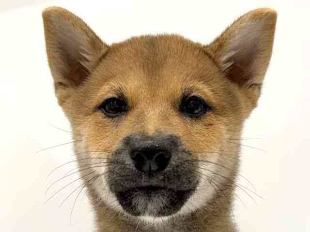 愛知県の柴犬(標準サイズ) (ひごペットフレンドリーヴィアモール アピタ江南西店/2025年6月21日生まれ/男の子/赤)の子犬の1枚目の画像