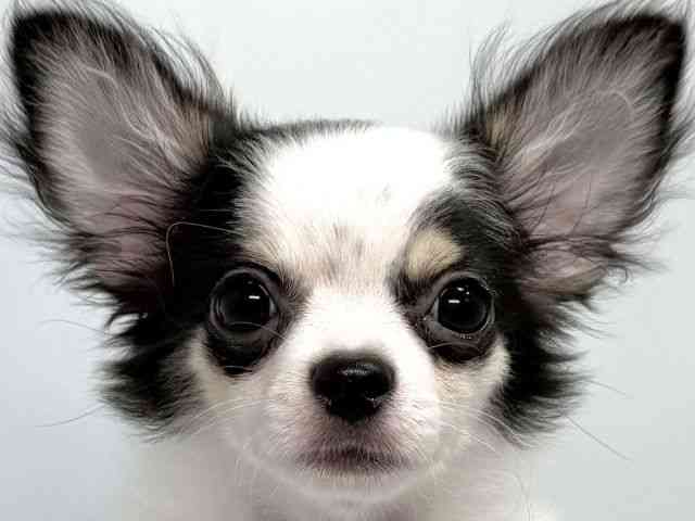 兵庫県のチワワ(ロング) (ひごペットフレンドリーイトーヨーカドー明石店/2025年6月16日生まれ/男の子/ブラックホワイト)の子犬の1枚目の画像