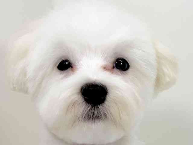 京都府のマルチーズ (ひごペットフレンドリーイズミヤショッピングセンター八幡店/2025年6月23日生まれ/男の子/ホワイト)の子犬の1枚目の画像