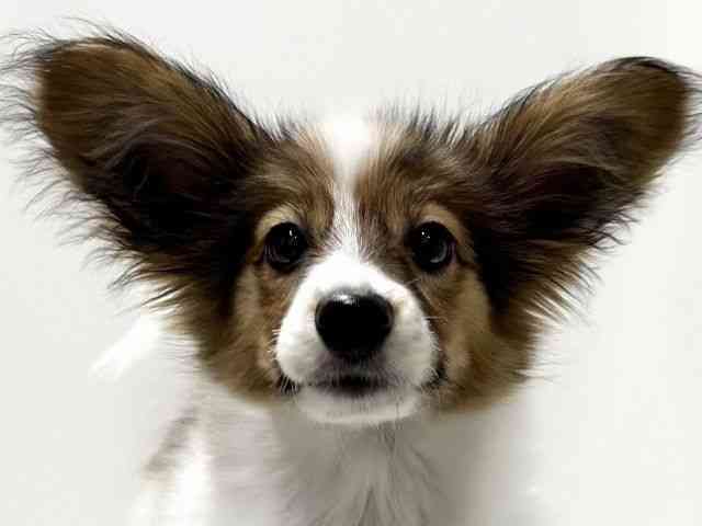 愛知県のパピヨン (ひごペットフレンドリーららぽーと名古屋みなとアクルス店/2025年6月23日生まれ/男の子/ホワイトブラウン)の子犬の1枚目の画像