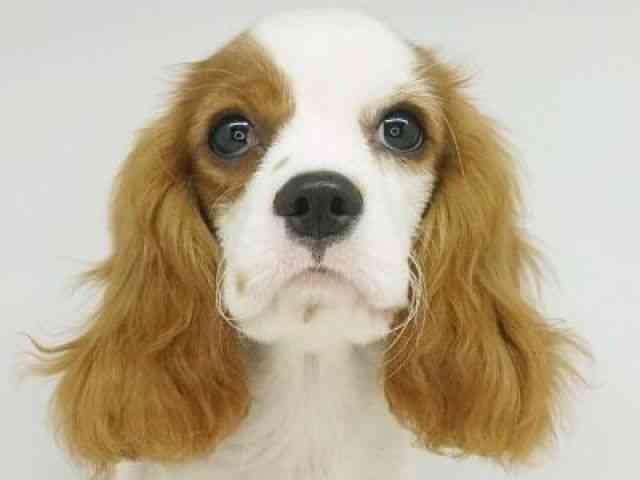 福岡県のキャバリアキングチャールズスパニエル (ひごペットフレンドリーゆめタウン筑紫野店/2025年6月22日生まれ/男の子/ブレンハイム)の子犬の1枚目の画像