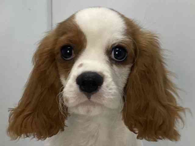 島根県のキャバリアキングチャールズスパニエル (ひごペットフレンドリーイオンモール出雲店/2025年6月22日生まれ/男の子/ブレンハイム)の子犬の1枚目の画像