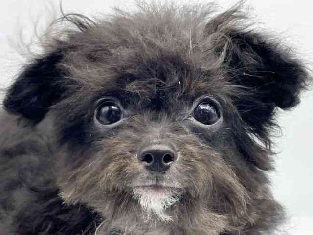 奈良県のハーフ犬・ミックス犬 (ひごペットフレンドリートナリエ大和高田店/2025年6月18日生まれ/男の子/ブラックホワイト)の子犬の1枚目の画像