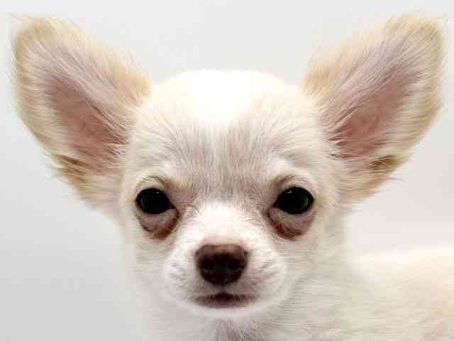 大阪府のチワワ(ロング) (ひごペットフレンドリーみのおキューズモール店/2025年6月23日生まれ/男の子/クリームホワイト)の子犬の1枚目の画像