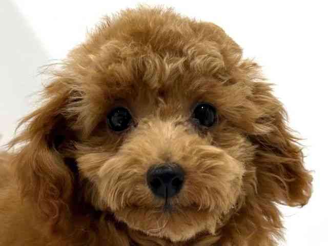 奈良県のトイプードル(トイ) (ひごペットフレンドリーイオンモール橿原ウエスト・ビレッジ店/2025年6月19日生まれ/女の子/レッド)の子犬の1枚目の画像