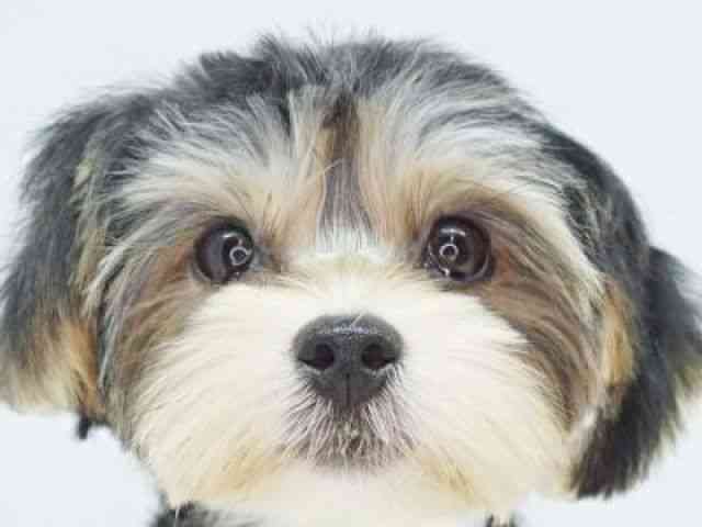 福岡県のマルキー/マルヨーキー(マルチーズ×ヨークシャーテリア) (ひごペットフレンドリーゆめタウン筑紫野店/2025年6月23日生まれ/女の子/ブラックタン)の子犬の1枚目の画像