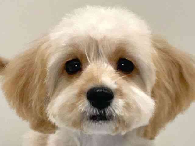 兵庫県のキャバプー(キャバリア×プードル) (ひごペットフレンドリーイトーヨーカドー明石店/2025年6月24日生まれ/女の子/アプリコット)の子犬の1枚目の画像