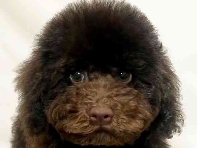 和歌山県のトイプードル(トイ) (ひごペットフレンドリーパームシティ和歌山店/2025年6月20日生まれ/男の子/ブラウン)の子犬の1枚目の画像