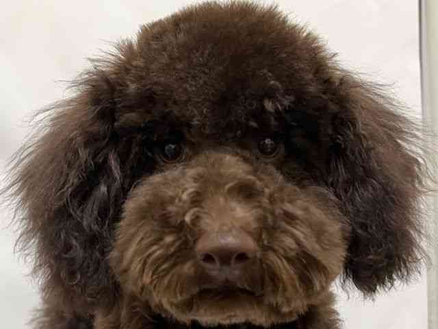 和歌山県のトイプードル(トイ) (ひごペットフレンドリーパームシティ和歌山店/2025年6月20日生まれ/男の子/ブラウン)の子犬の1枚目の画像