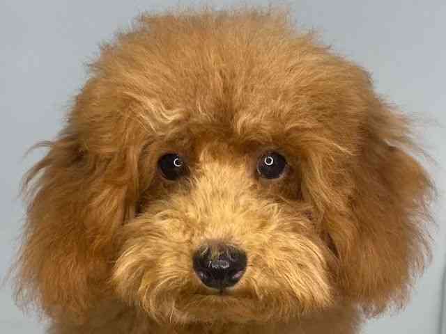 広島県のトイプードル(トイ) (ひごペットフレンドリーゆめタウン廿日市店/2025年6月19日生まれ/男の子/レッド)の子犬の1枚目の画像