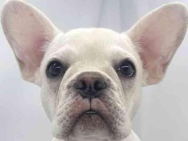 兵庫県のフレンチブルドッグ (ひごペットフレンドリーイオンタウン加古川店/2025年6月23日生まれ/女の子/クリーム)の子犬の1枚目の画像