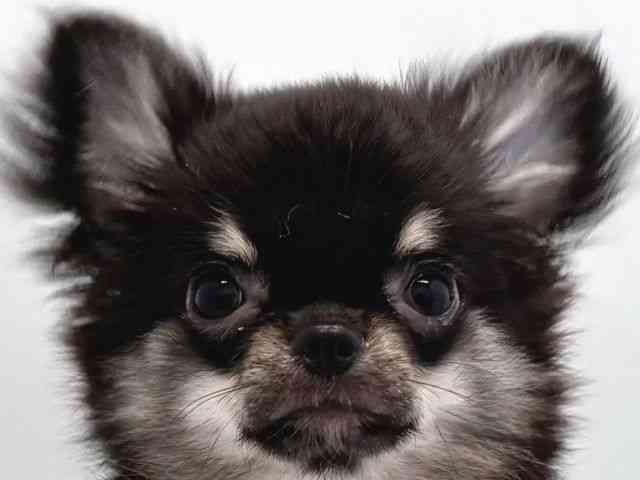 京都府のチワワ(ロング) (ひごペットフレンドリー京都店/2025年6月25日生まれ/男の子/ブラックタン)の子犬の1枚目の画像