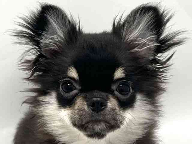 京都府のチワワ(ロング) (ひごペットフレンドリー京都店/2025年6月25日生まれ/男の子/ブラックタン)の子犬の1枚目の画像