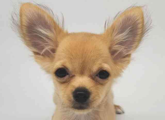 大阪府のチワワ(ロング) (ひごペットフレンドリー泉ヶ丘店/2025年6月25日生まれ/男の子/フォーン)の子犬の1枚目の画像