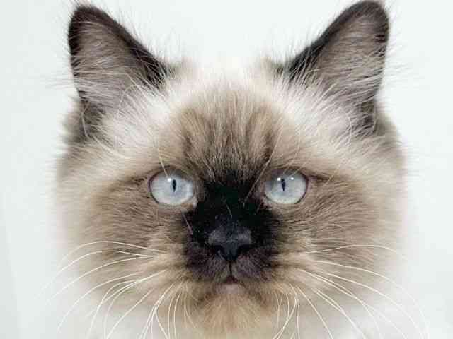 京都府のヒマラヤン (ひごペットフレンドリーイズミヤショッピングセンター八幡店/2025年6月23日生まれ/男の子/シールポイント)の子猫の1枚目の画像