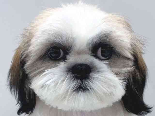 京都府のシーズー (ひごペットフレンドリー京都店/2025年6月29日生まれ/女の子/ゴールドホワイト)の子犬の1枚目の画像