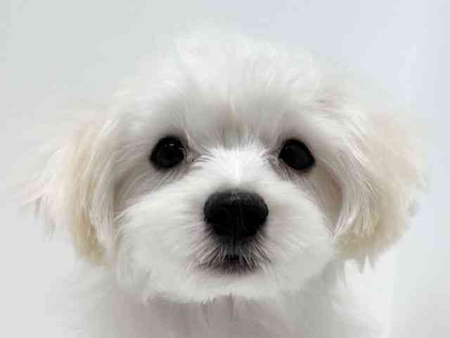 大阪府のマルチーズ (ひごペットフレンドリーイオン高槻店/2025年6月29日生まれ/男の子/ホワイト)の子犬の1枚目の画像