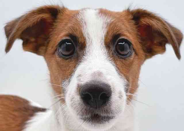 島根県のジャックラッセルテリア (ひごペットフレンドリーイオン松江ショッピングセンター店/2025年6月29日生まれ/女の子/ホワイトタン)の子犬の1枚目の画像