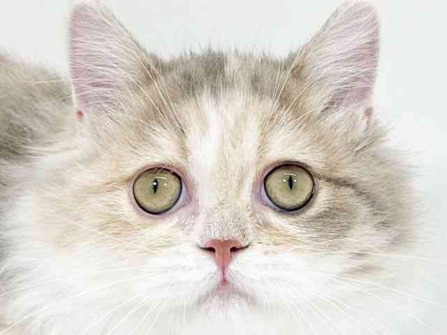 京都府のミヌエット (ひごペットフレンドリーイズミヤショッピングセンター八幡店/2025年6月26日生まれ/女の子/ダイリュートキャリコ)の子猫の1枚目の画像