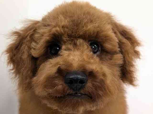 福岡県のトイプードル(トイ) (ひごペットフレンドリーリバーウォーク北九州店/2025年6月28日生まれ/男の子/レッド)の子犬の1枚目の画像