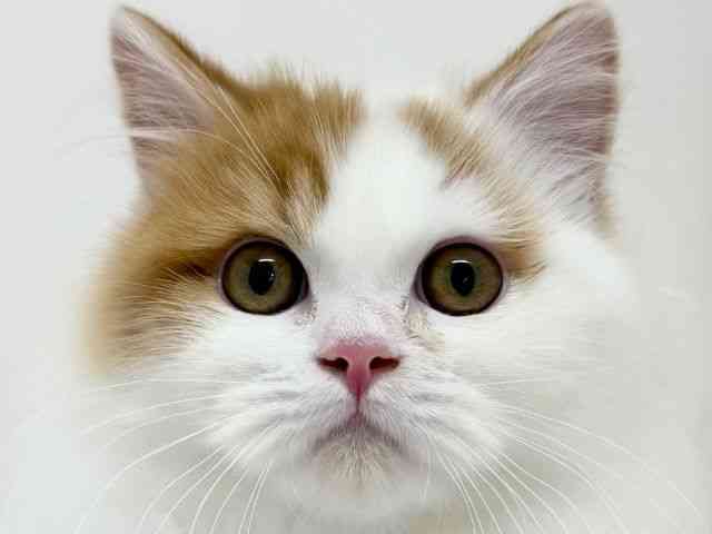 大阪府のサイベリアン (ひごペットフレンドリーくずはモール店/2025年6月28日生まれ/男の子/レッドホワイト)の子猫の1枚目の画像