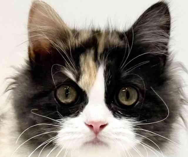 大阪府のサイベリアン (ひごペットフレンドリーイオン高槻店/2025年6月28日生まれ/女の子/キャリコ)の子猫の1枚目の画像