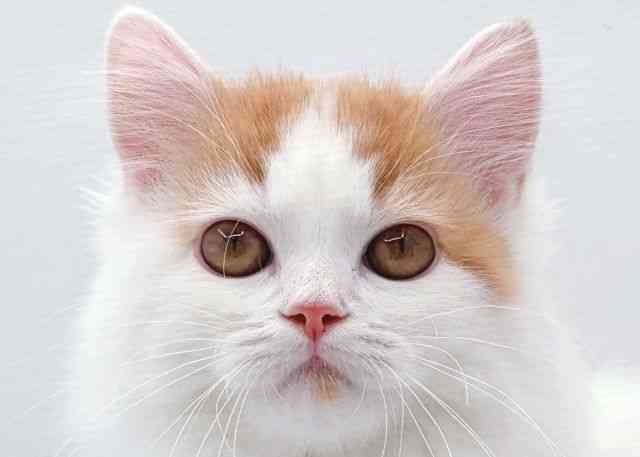 島根県のサイベリアン (ひごペットフレンドリーイオン松江ショッピングセンター店/2025年6月28日生まれ/男の子/レッドタビーホワイト)の子猫の1枚目の画像